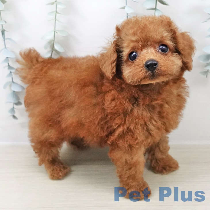 千葉県のトイプードル(トイ) (ペットプラス 八千代緑が丘店/2025年8月24日生まれ/男の子/レッド)の子犬の2枚目の画像