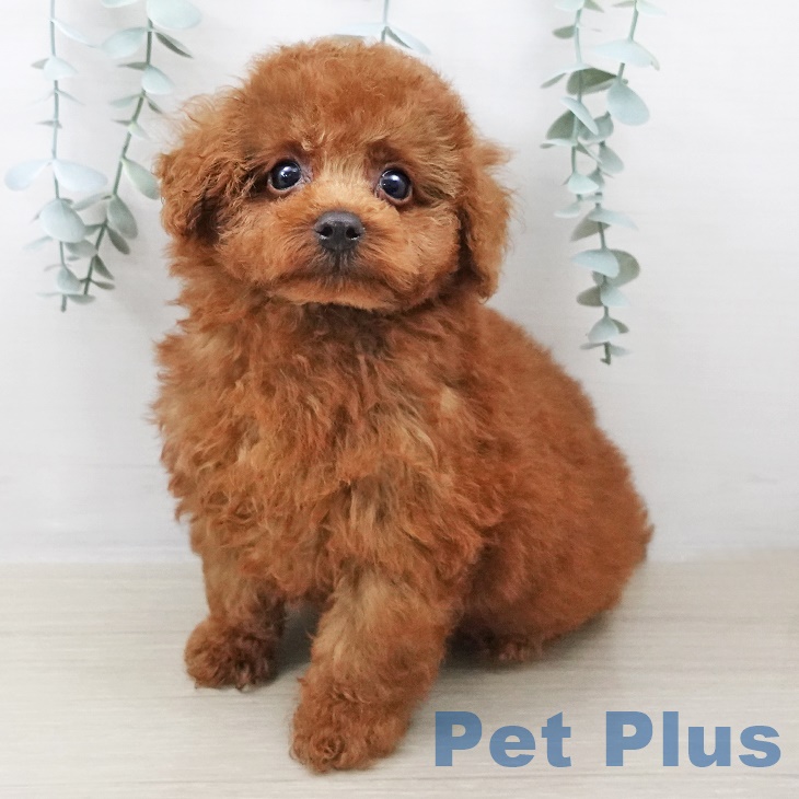 埼玉県のトイプードル(トイ) (ペットプラス ららぽーと富士見店/2025年8月24日生まれ/男の子/レッド)の子犬の1枚目の画像