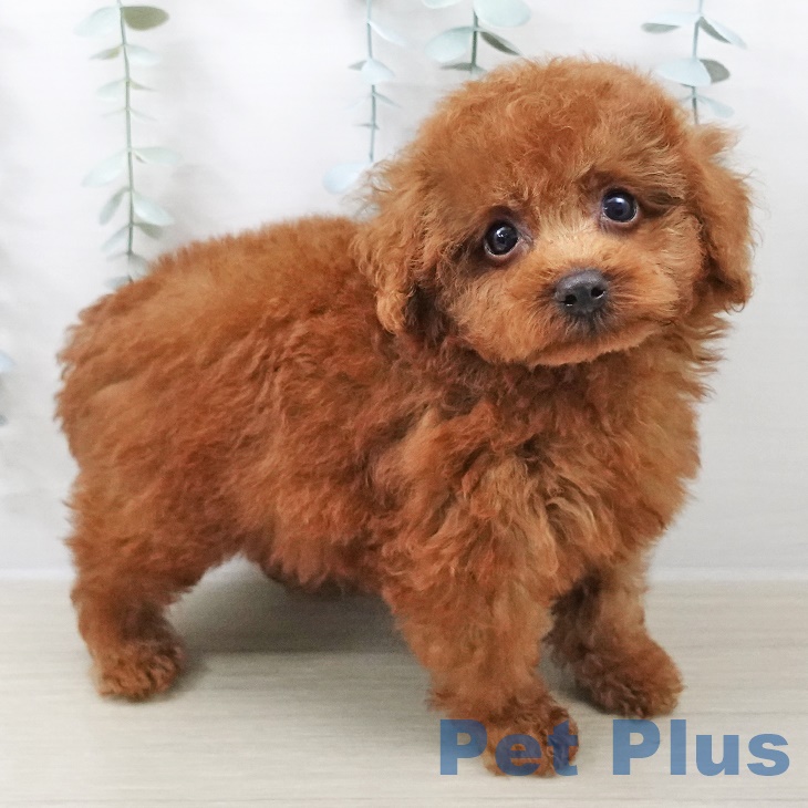 埼玉県のトイプードル(トイ) (ペットプラス ららぽーと富士見店/2025年8月24日生まれ/男の子/レッド)の子犬の2枚目の画像