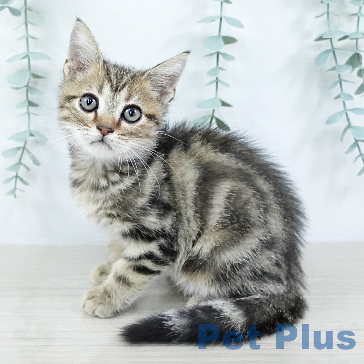 アメリカンショートヘア