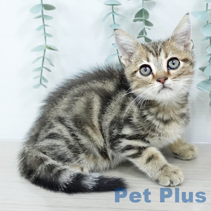 アメリカンショートヘアの写真2