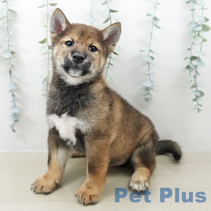 青森県の柴犬(標準サイズ) (ペットプラス青森浜田店/2025年8月24日生まれ/男の子/胡麻)の子犬の1枚目の画像