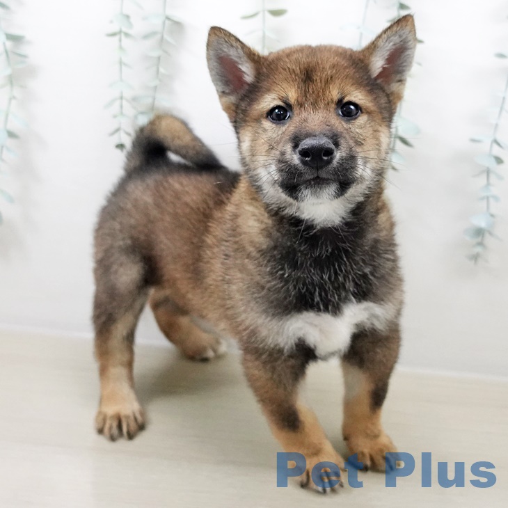 青森県の柴犬(標準サイズ) (ペットプラス青森浜田店/2025年8月24日生まれ/男の子/胡麻)の子犬の2枚目の画像