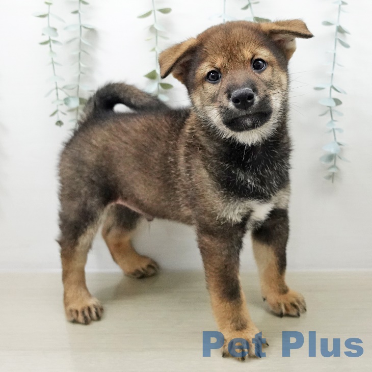 埼玉県の柴犬(標準サイズ) (ペットプラスららぽーと富士見店/2025年8月24日生まれ/男の子/胡麻)の子犬の1枚目の画像