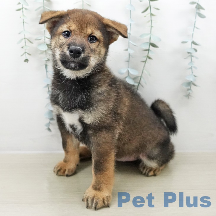 埼玉県の柴犬(標準サイズ) (ペットプラスららぽーと富士見店/2025年8月24日生まれ/男の子/胡麻)の子犬の2枚目の画像