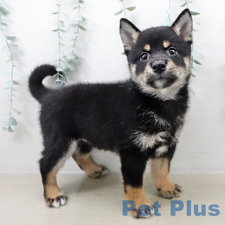 福島県の柴犬(標準サイズ) (ペットプラス 福島店/2025年8月24日生まれ/男の子/黒)の子犬の1枚目の画像