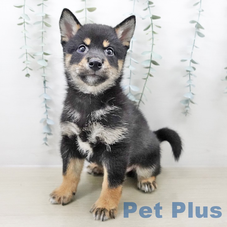 福島県の柴犬(標準サイズ) (ペットプラス 福島店/2025年8月24日生まれ/男の子/黒)の子犬の2枚目の画像