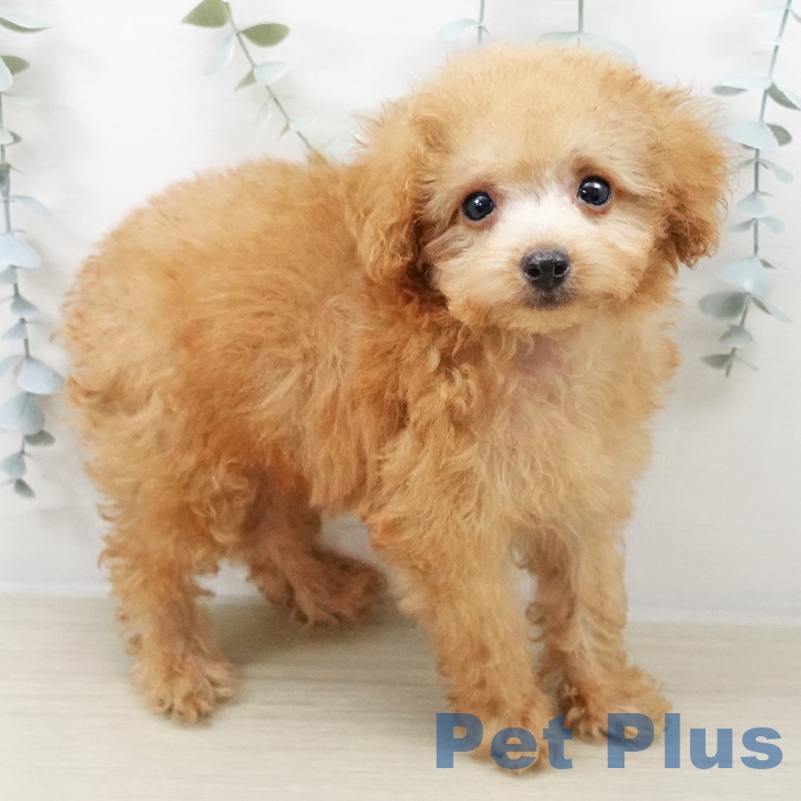 神奈川県のトイプードル(トイ) (ペットプラス アミーゴ藤沢店/2025年8月23日生まれ/男の子/アプリコット)の子犬の1枚目の画像
