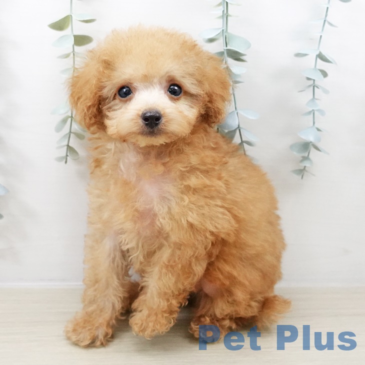 神奈川県のトイプードル(トイ) (ペットプラス アミーゴ藤沢店/2025年8月23日生まれ/男の子/アプリコット)の子犬の2枚目の画像