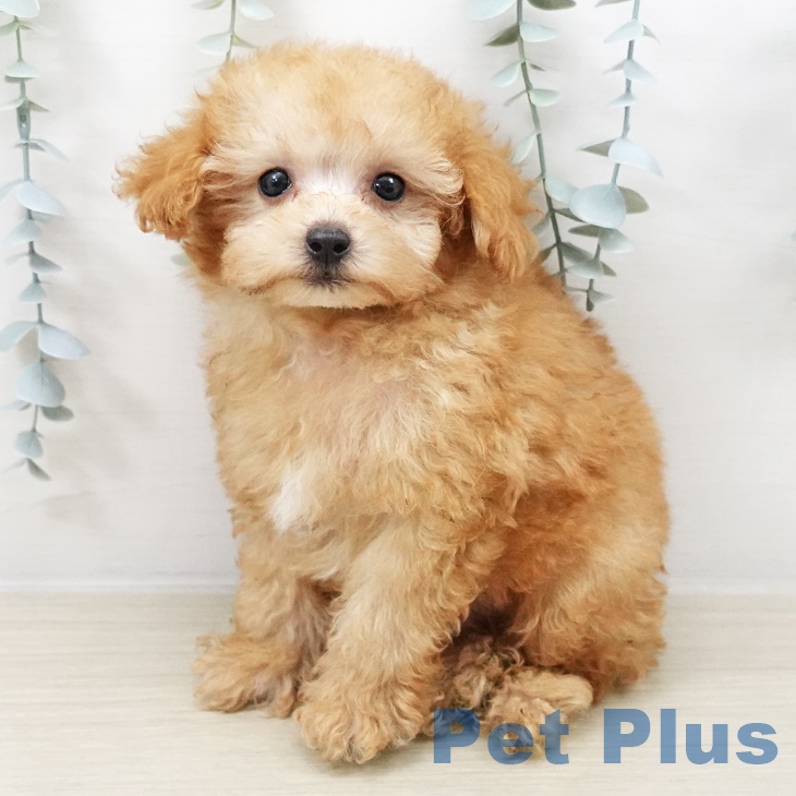 千葉県のトイプードル(トイ) (ペットプラス 成田店/2025年8月23日生まれ/男の子/アプリコット)の子犬の1枚目の画像