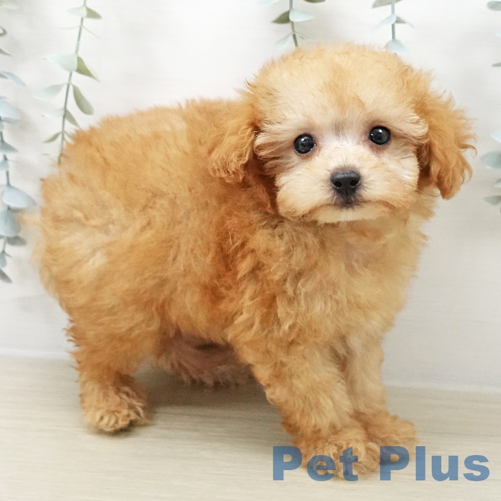 千葉県のトイプードル(トイ) (ペットプラス 成田店/2025年8月23日生まれ/男の子/アプリコット)の子犬の2枚目の画像