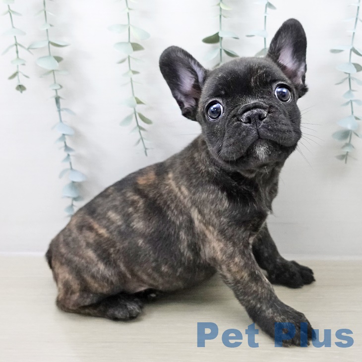 東京都のフレンチブルドッグ (ペットプラス 日の出店/2025年8月22日生まれ/女の子/ブリンドル)の子犬の1枚目の画像