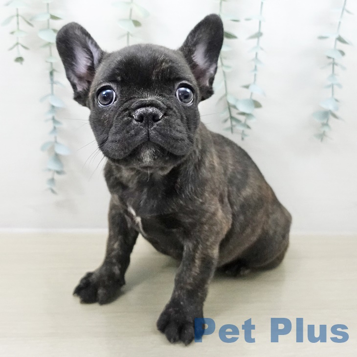 東京都のフレンチブルドッグ (ペットプラス 日の出店/2025年8月22日生まれ/女の子/ブリンドル)の子犬の2枚目の画像