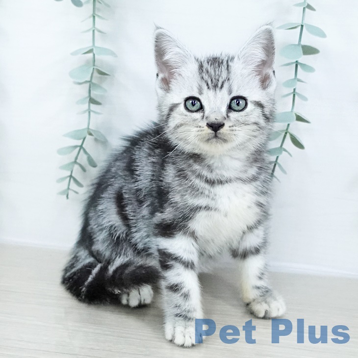 アメリカンショートヘア