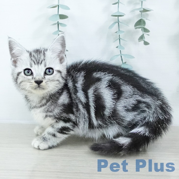 アメリカンショートヘアの写真2