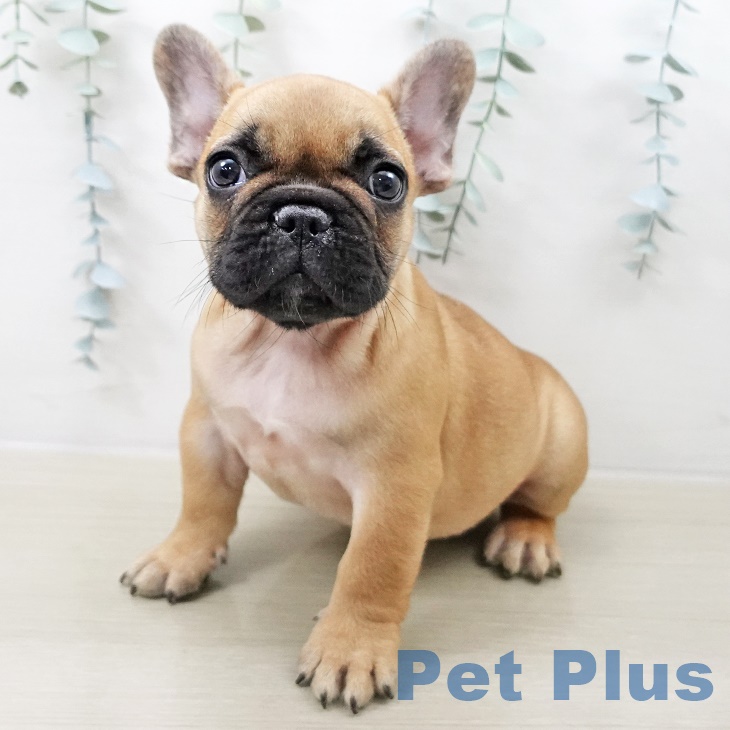 フレンチ・ブルドッグ