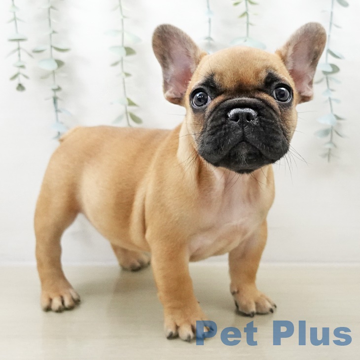 フレンチ・ブルドッグの写真2