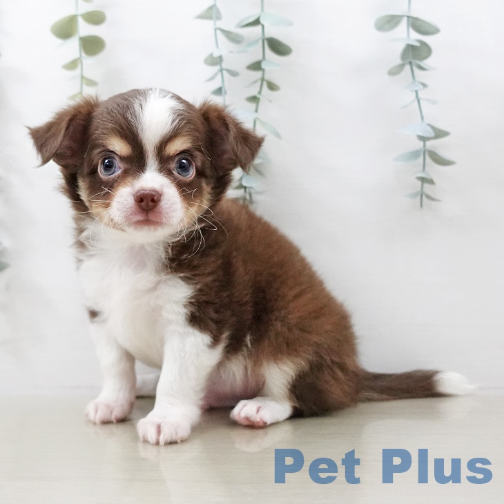 東京都のチワワ(ロング) (ペットプラス 多摩平の森店/2025年8月24日生まれ/男の子/チョコレートタンホワイト)の子犬の1枚目の画像