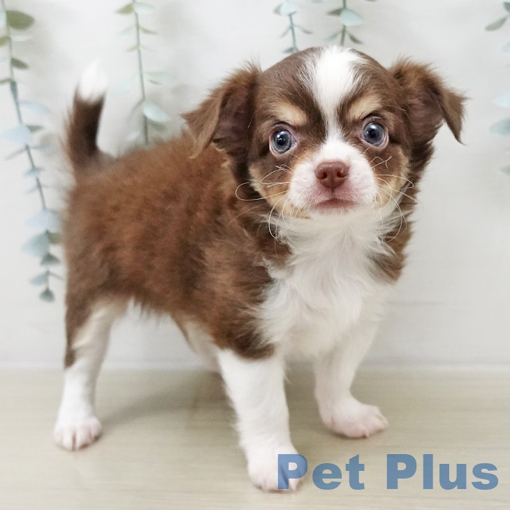 東京都のチワワ(ロング) (ペットプラス 多摩平の森店/2025年8月24日生まれ/男の子/チョコレートタンホワイト)の子犬の2枚目の画像