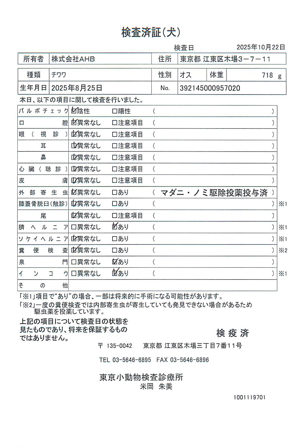 チワワ