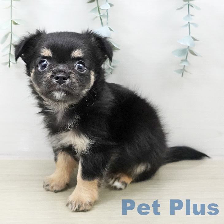 群馬県のチワワ(ロング) (ペットプラス 前橋店/2025年8月24日生まれ/男の子/ブラックタンホワイト)の子犬の1枚目の画像