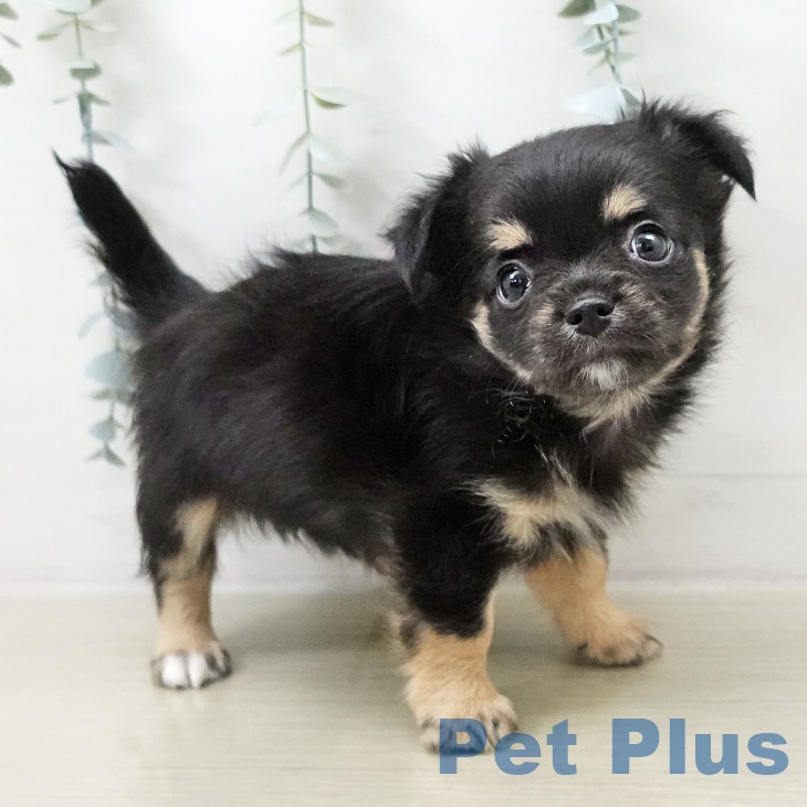 群馬県のチワワ(ロング) (ペットプラス 前橋店/2025年8月24日生まれ/男の子/ブラックタンホワイト)の子犬の2枚目の画像