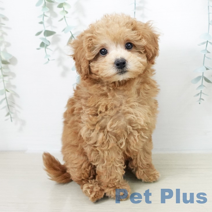 トイ・プードル