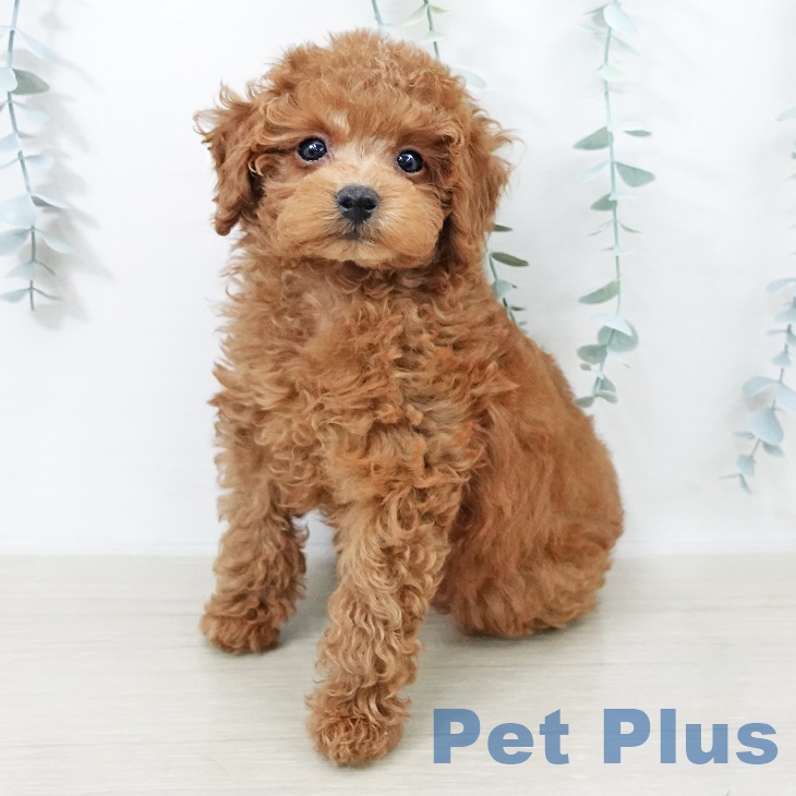 埼玉県のトイプードル(トイ) (ペットプラス 川口店/2025年8月23日生まれ/男の子/レッド)の子犬