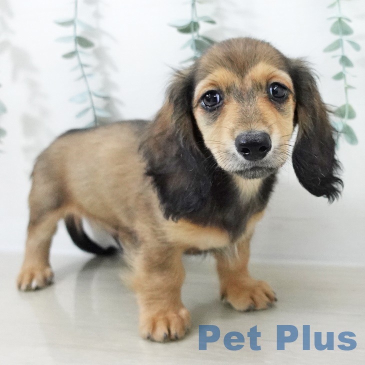 千葉県のミニチュアダックスフンド(ロング) (ペットプラス コトエ流山おおたかの森店/2025年8月24日生まれ/男の子/レッド)の子犬の1枚目の画像