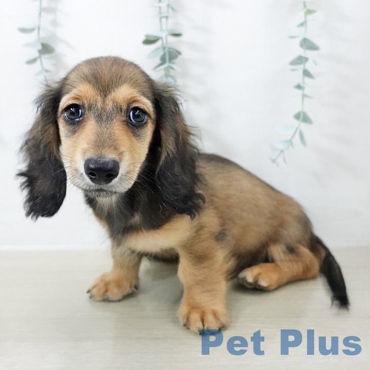 千葉県のミニチュアダックスフンド(ロング) (ペットプラス コトエ流山おおたかの森店/2025年8月24日生まれ/男の子/レッド)の子犬の2枚目の画像