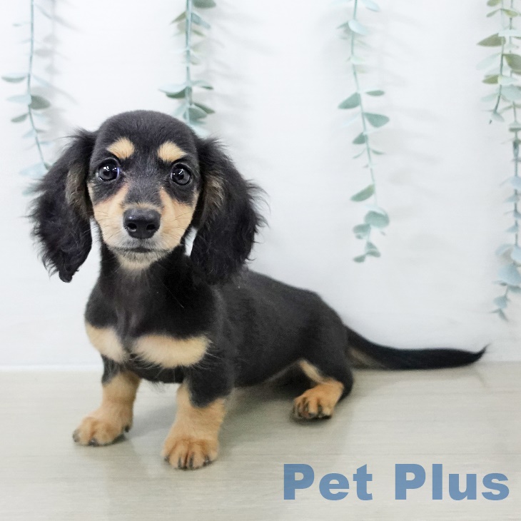 埼玉県のミニチュアダックスフンド(ロング) (ペットプラス ピオニウォーク東松山店/2025年8月24日生まれ/女の子/ブラックタン)の子犬