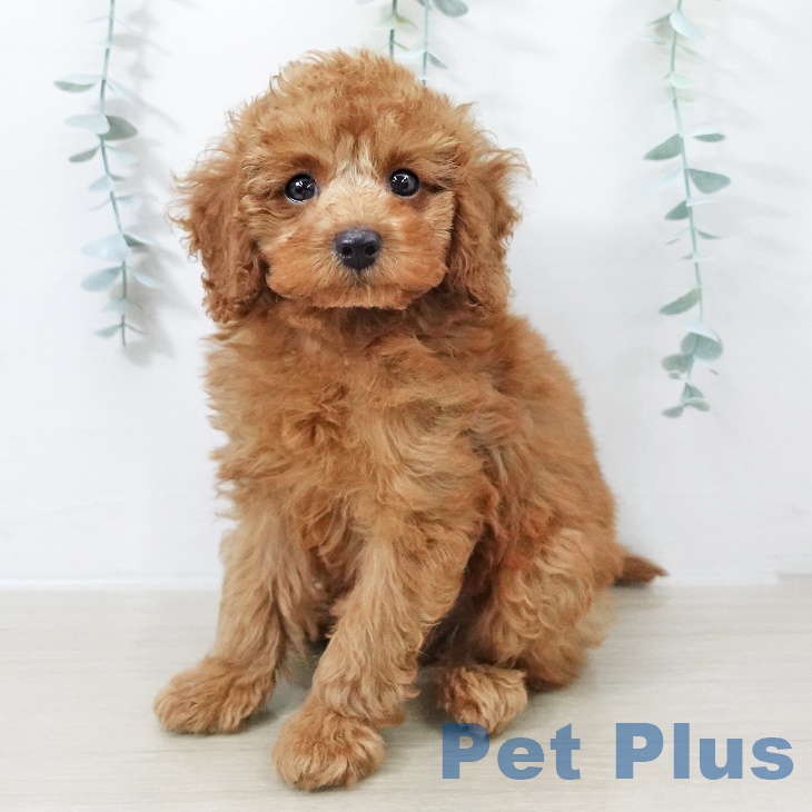 埼玉県のトイプードル(トイ) (ペットプラス クレアモール川越店/2025年8月23日生まれ/男の子/レッド)の子犬の1枚目の画像