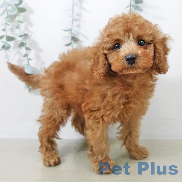 埼玉県のトイプードル(トイ) (ペットプラス クレアモール川越店/2025年8月23日生まれ/男の子/レッド)の子犬の2枚目の画像