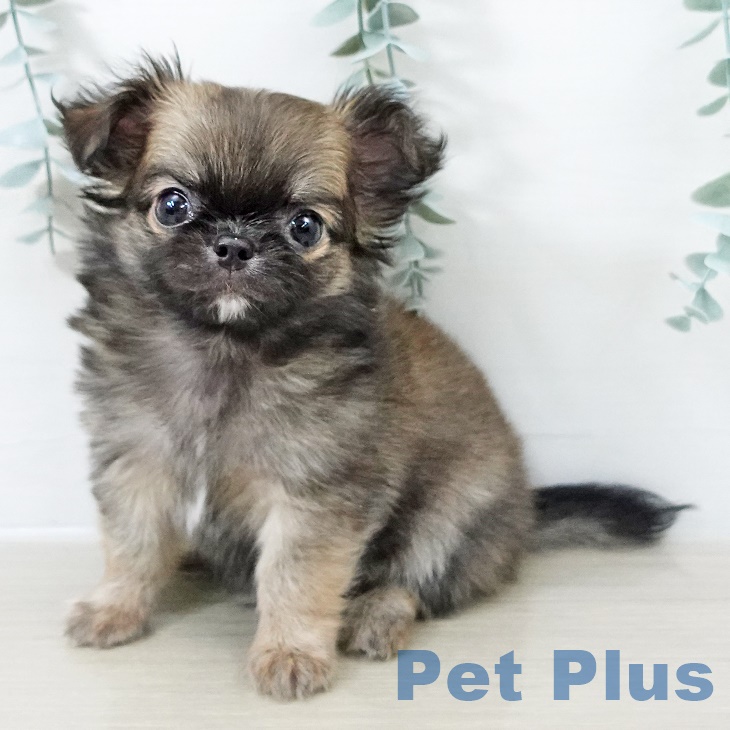 茨城県のチワワ(ロング) (ペットプラス つくば店/2025年8月20日生まれ/男の子/フォーンセーブル)の子犬の1枚目の画像