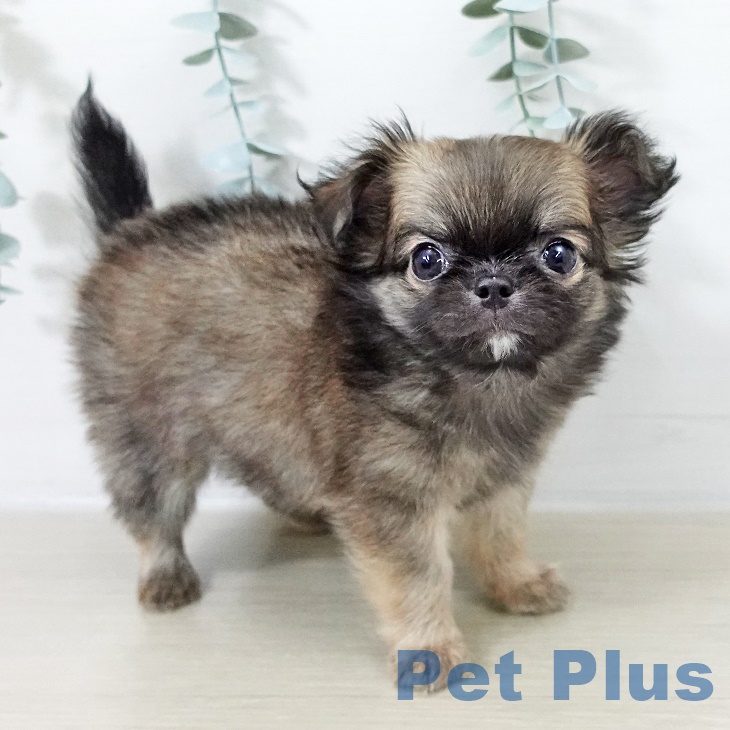 茨城県のチワワ(ロング) (ペットプラス つくば店/2025年8月20日生まれ/男の子/フォーンセーブル)の子犬の2枚目の画像