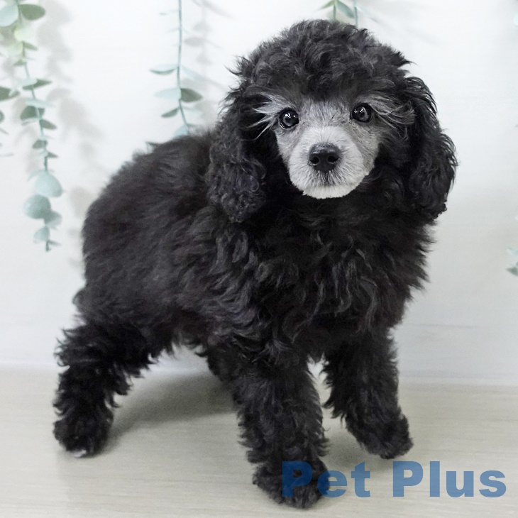 トイ・プードル