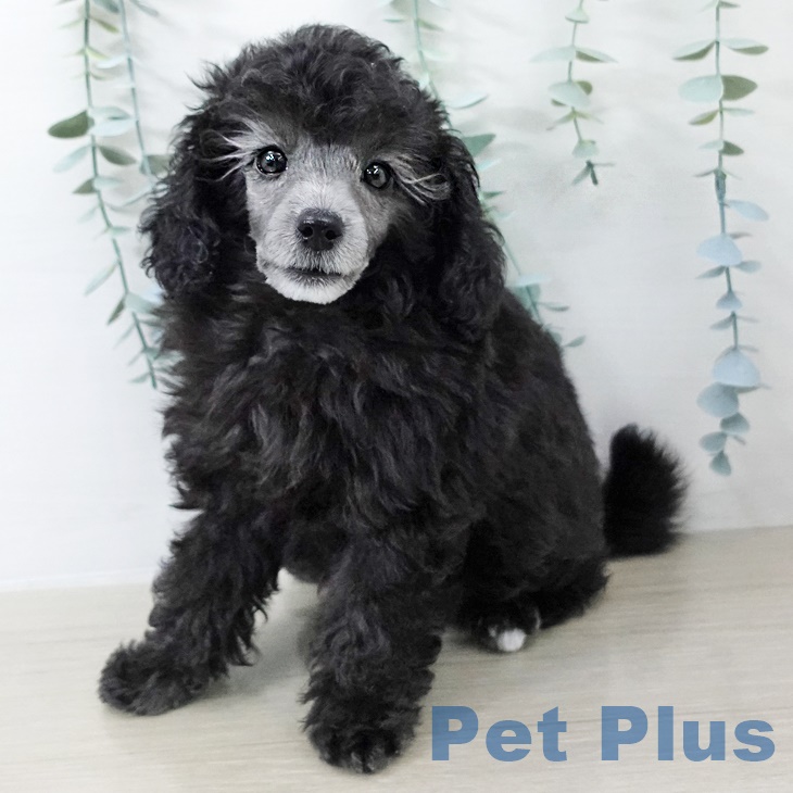 トイ・プードルの写真2