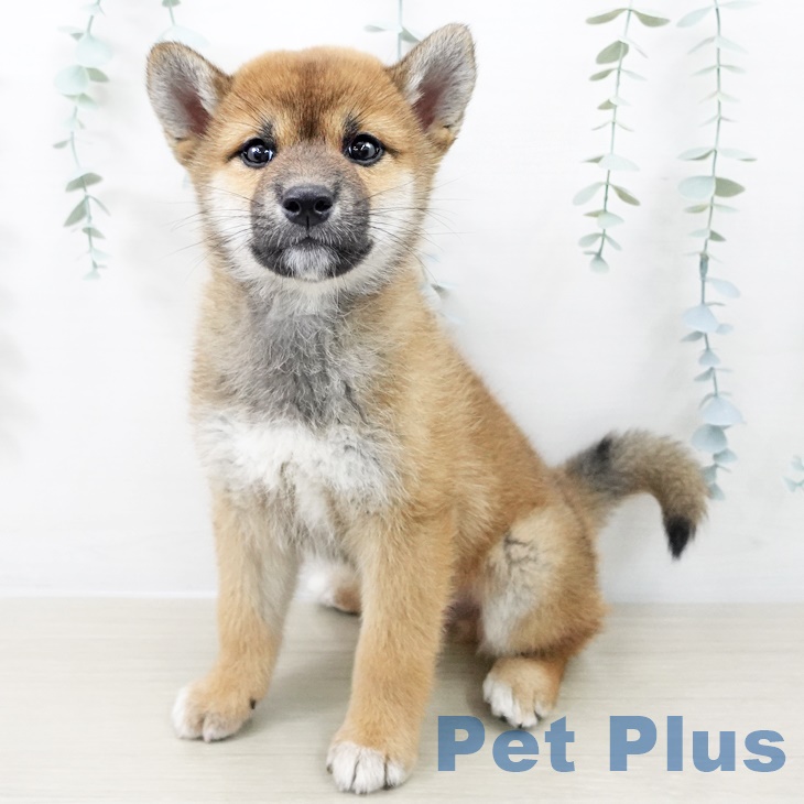 埼玉県の柴犬(標準サイズ) (ペッツワン 新座店/2025年8月19日生まれ/男の子/赤)の子犬の2枚目の画像