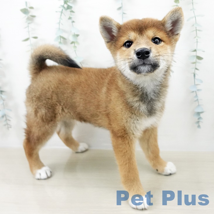 宮城県の柴犬(標準サイズ) (ペットプラス 名取店/2025年8月19日生まれ/男の子/赤)の子犬の1枚目の画像