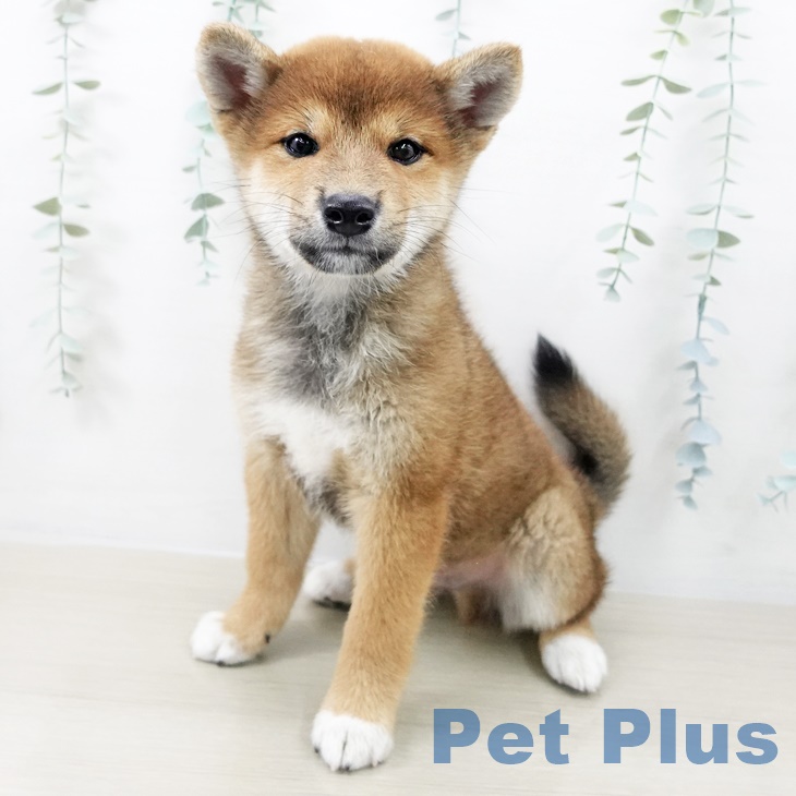 宮城県の柴犬(標準サイズ) (ペットプラス 名取店/2025年8月19日生まれ/男の子/赤)の子犬の2枚目の画像