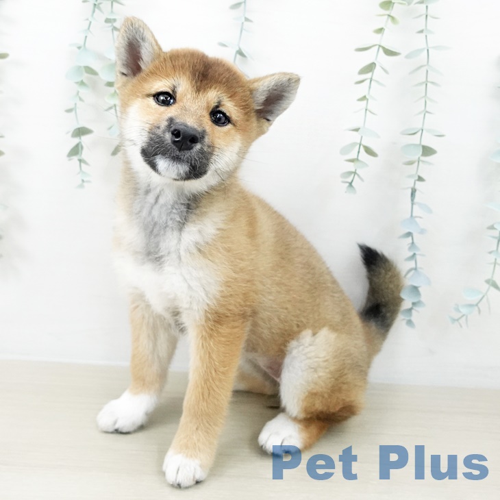 千葉県の柴犬(標準サイズ) (ペットプラス ユーカリが丘店/2025年8月19日生まれ/女の子/赤)の子犬の1枚目の画像