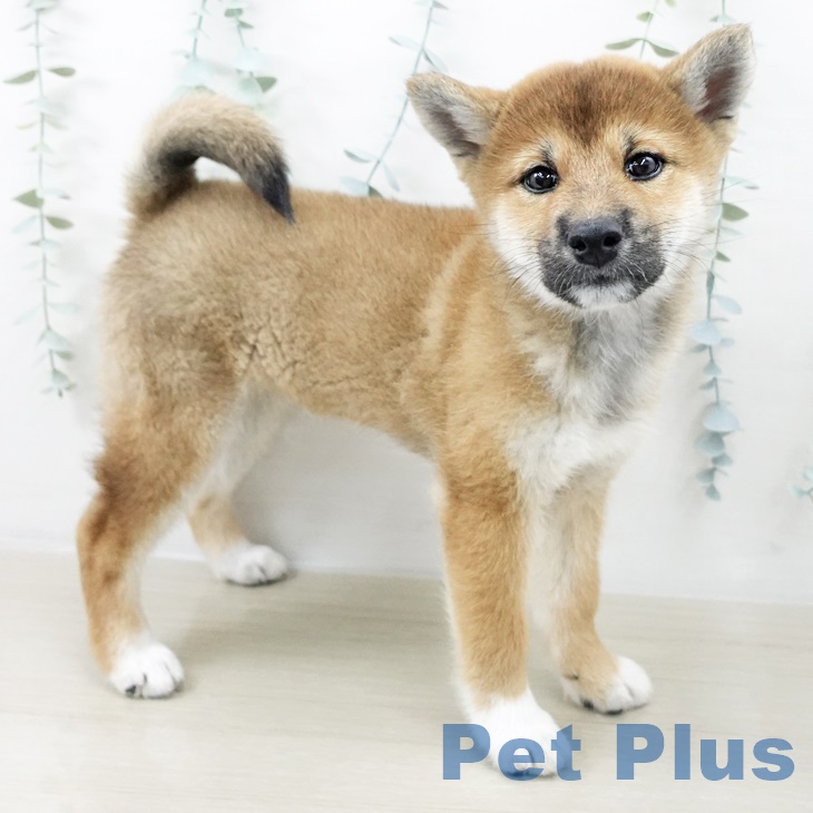 千葉県の柴犬(標準サイズ) (ペットプラス ユーカリが丘店/2025年8月19日生まれ/女の子/赤)の子犬の2枚目の画像