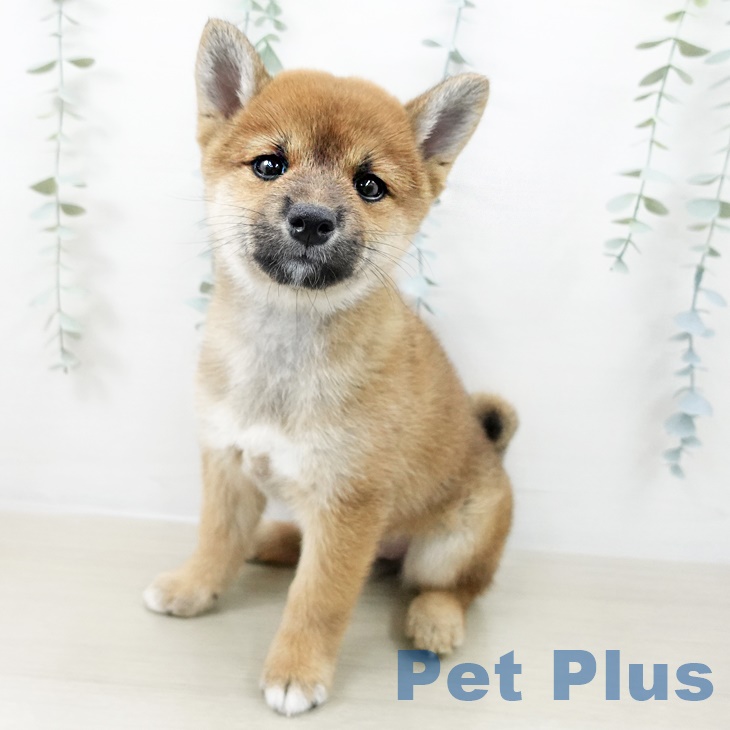 埼玉県の柴犬(標準サイズ) (ペットプラス 川口店/2025年8月25日生まれ/女の子/赤)の子犬の1枚目の画像