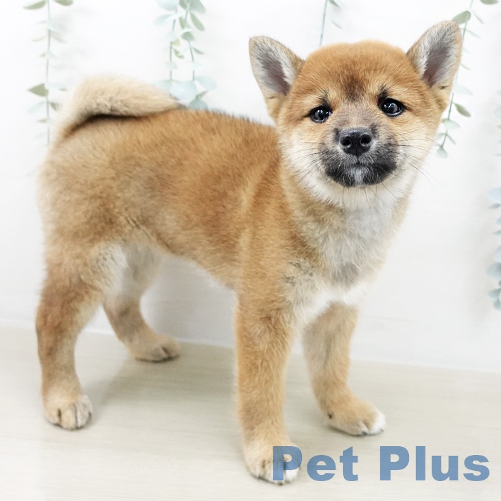 埼玉県の柴犬(標準サイズ) (ペットプラス 川口店/2025年8月25日生まれ/女の子/赤)の子犬の2枚目の画像