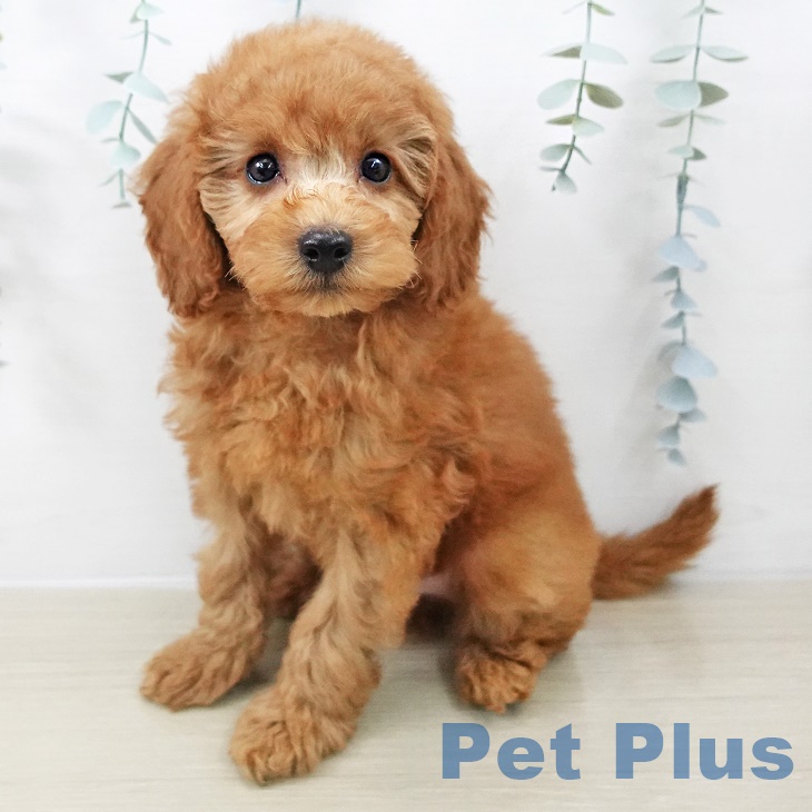 トイ・プードル