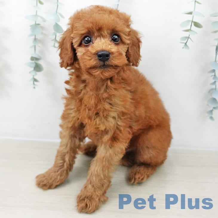 埼玉県のトイプードル(トイ) (ペットプラス 所沢店/2025年8月25日生まれ/女の子/レッド)の子犬