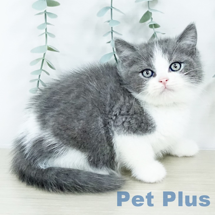 埼玉県のブリティッシュショートヘアー (ペットプラス イオンモール春日部店/2025年8月27日生まれ/男の子/ブルーホワイト)の子猫