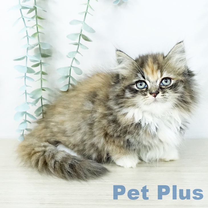 千葉県のミヌエット (ペットプラス 成田店/2025年8月27日生まれ/女の子/ブラウンパッチドタビーホワイト)の子猫の1枚目の画像