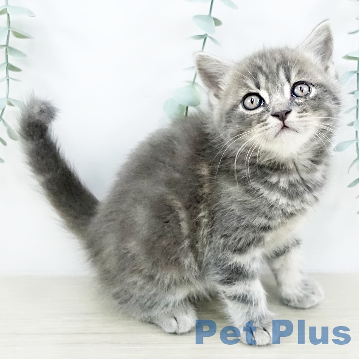 千葉県のスコティッシュフォールド (ペットプラス 船橋店/2025年8月26日生まれ/男の子/ブルータビー)の子猫の1枚目の画像