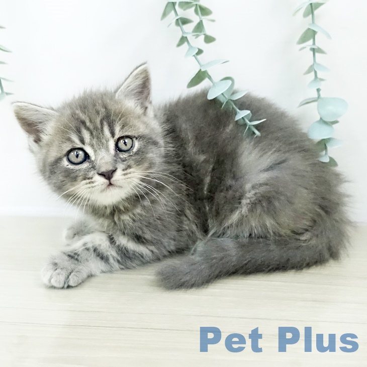 千葉県のスコティッシュフォールド (ペットプラス 船橋店/2025年8月26日生まれ/男の子/ブルータビー)の子猫の2枚目の画像